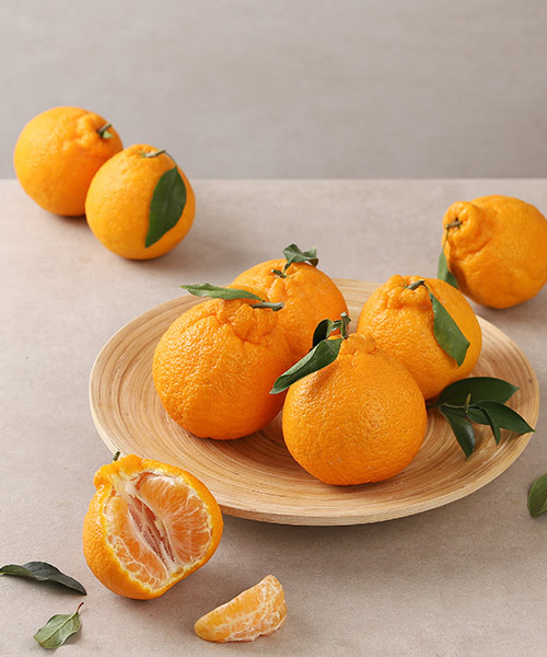 제주 한라봉 1kg(팩)